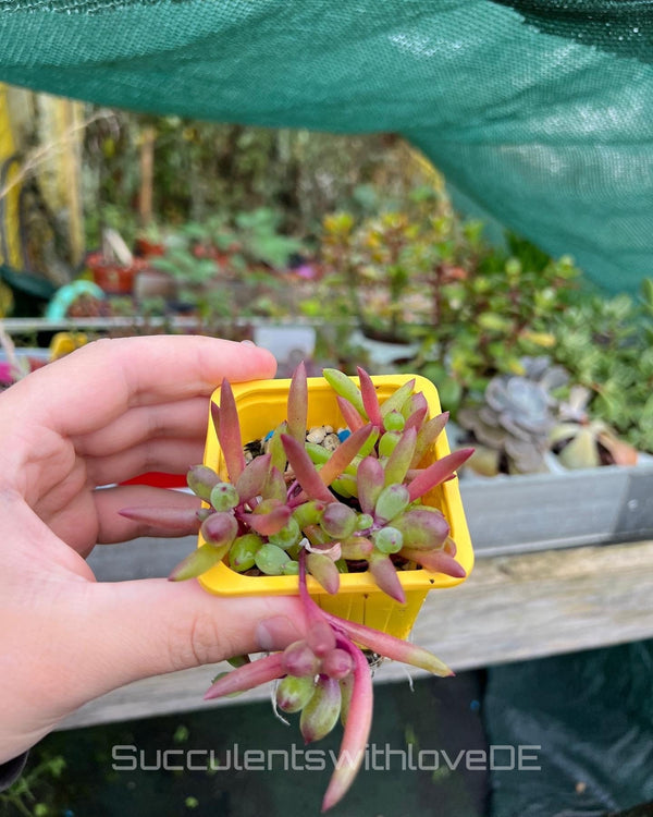 Othonna capensis Ruby Necklace Little Pickles – gurkenförmige Blätter an rubinroten Trieben