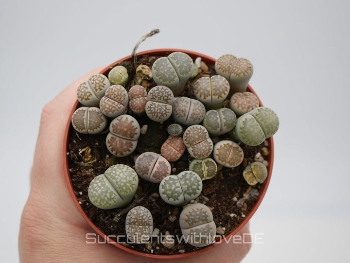 Lithops salicola | Lithops Living Stone | verschiedene Farben | small