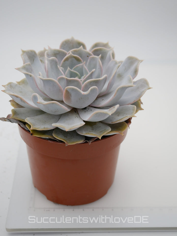 Echeveria „Pollux“ - schöne Sukkulente - Vermehrungsblatt oder Pflanze