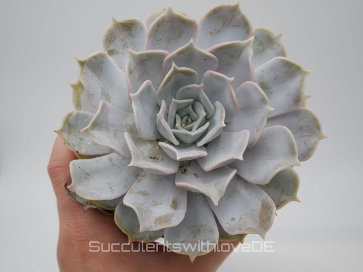 Echeveria „Pollux“ - schöne Sukkulente - Vermehrungsblatt oder Pflanze