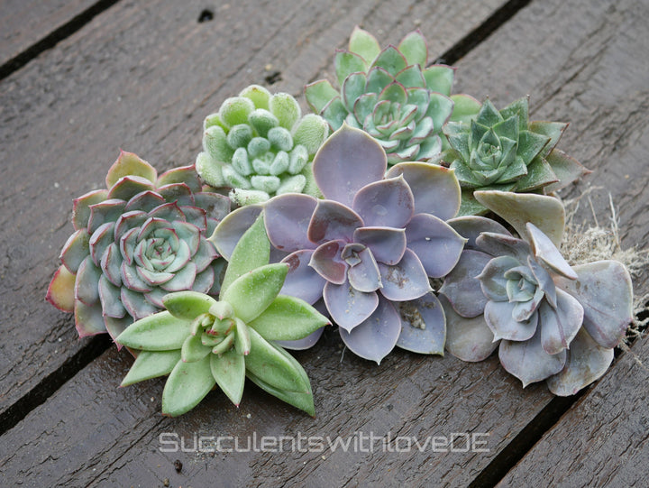 Sukkulenten | Mixpaket | Echeveria, Kalanchoe, Pachyveria, Crassula etc.