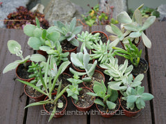 3 x Sukkulenten im 5,5er Topf | Mixpaket | Echeveria, Kalanchoe, Pachyveria, Crassula etc.