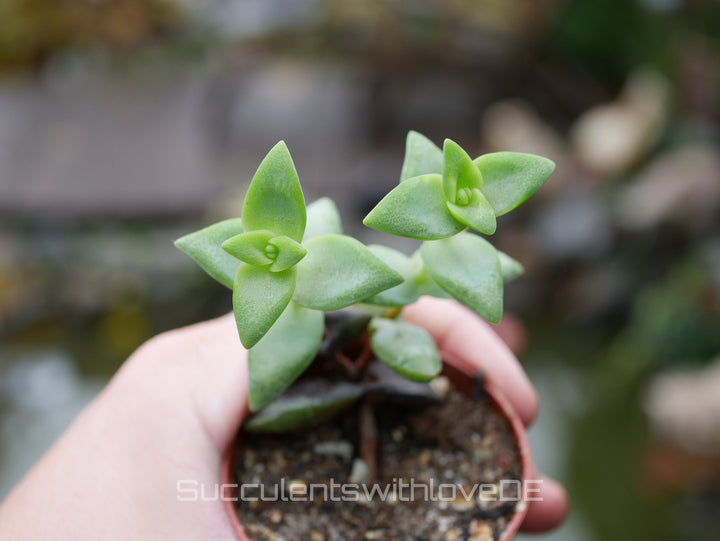 3 x Sukkulenten im 5,5er Topf | Mixpaket | Echeveria, Kalanchoe, Pachyveria, Crassula etc.