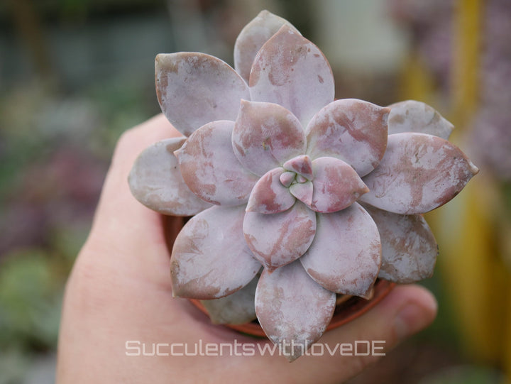 Graptopetalum superbum - schöne, lila Sukkulente - Vermehrungsblatt oder Pflanze