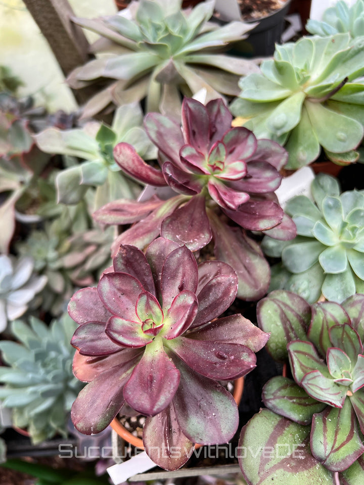 Echeveria 'Maruba Benitsukasa' - seltene und schöne Sukkulente - Vermehrungsblatt oder Pflanze