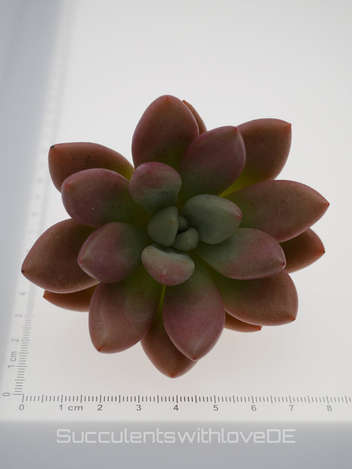x Graptoveria Pink Donna - schöne und seltene Sukkulente - grün / rötliche Sukkulente - Vermehrungsblatt oder Pflanze