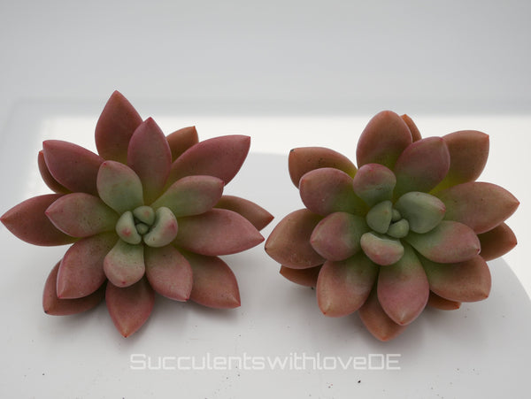 x Graptoveria Pink Donna - schöne und seltene Sukkulente - grün / rötliche Sukkulente - Vermehrungsblatt oder Pflanze