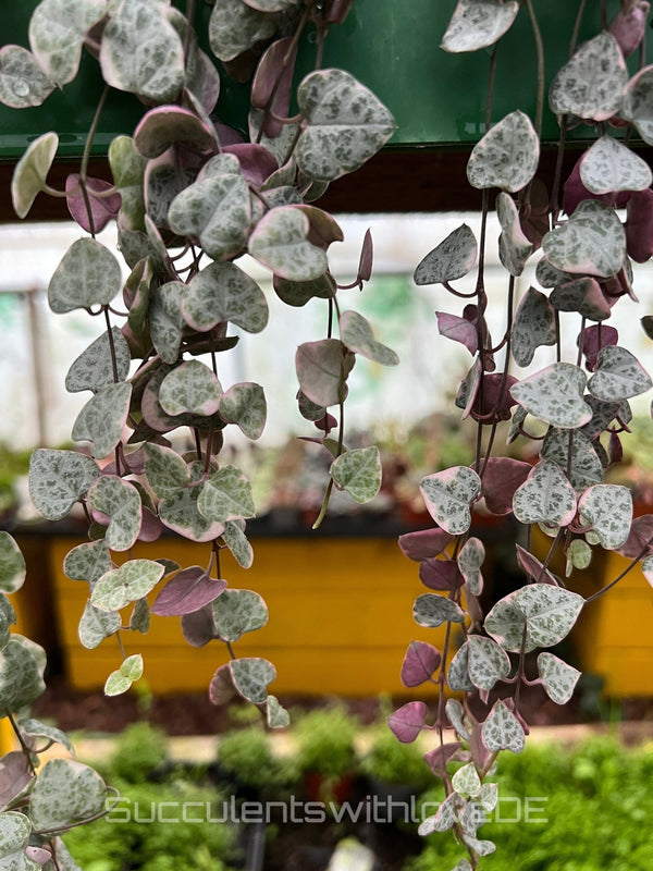 Ceropegia woodii Variegata String of Hearts – hojas en forma de corazón en verde, plateado y rosa