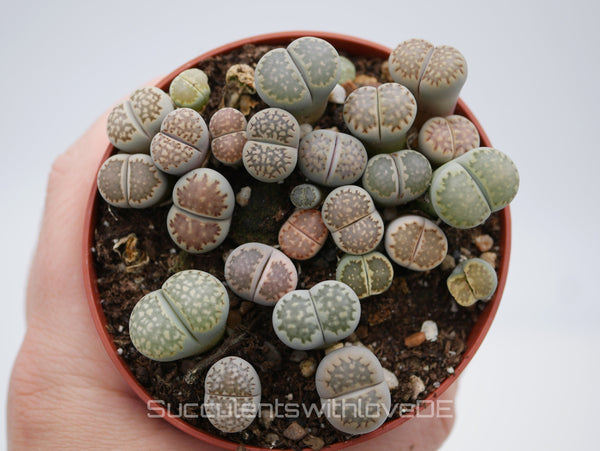 Lithops salicola | Lithops Living Stone | verschiedene Farben | small