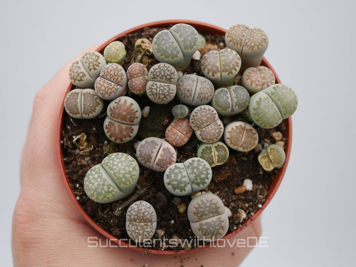 Lithops salicola | Lithops Living Stone | verschiedene Farben | small