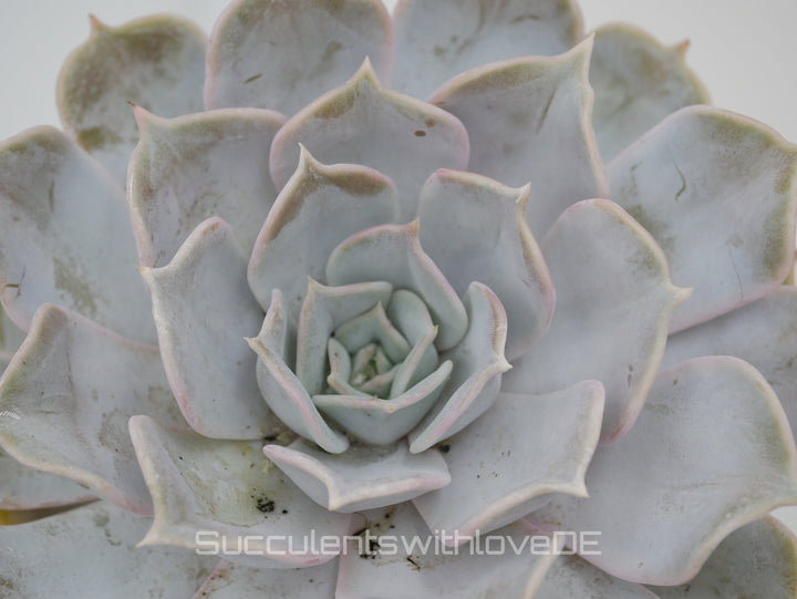 Echeveria „Pollux“ - schöne Sukkulente - Vermehrungsblatt oder Pflanze