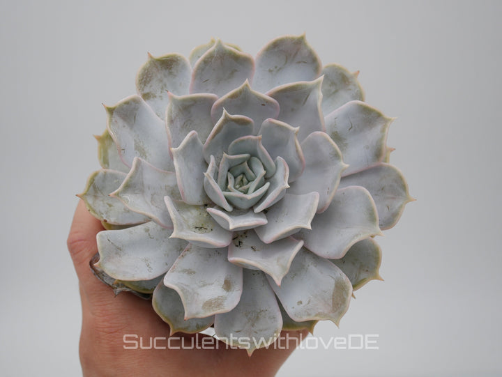 Echeveria „Pollux“ - schöne Sukkulente - Vermehrungsblatt oder Pflanze