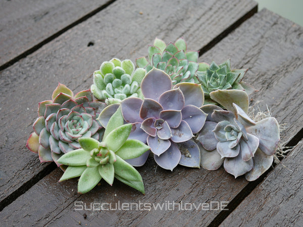 Sukkulenten | Mixpaket | Echeveria, Kalanchoe, Pachyveria, Crassula etc.