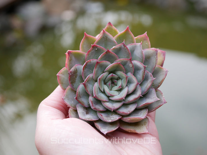 Sukkulenten | Mixpaket | Echeveria, Kalanchoe, Pachyveria, Crassula etc.