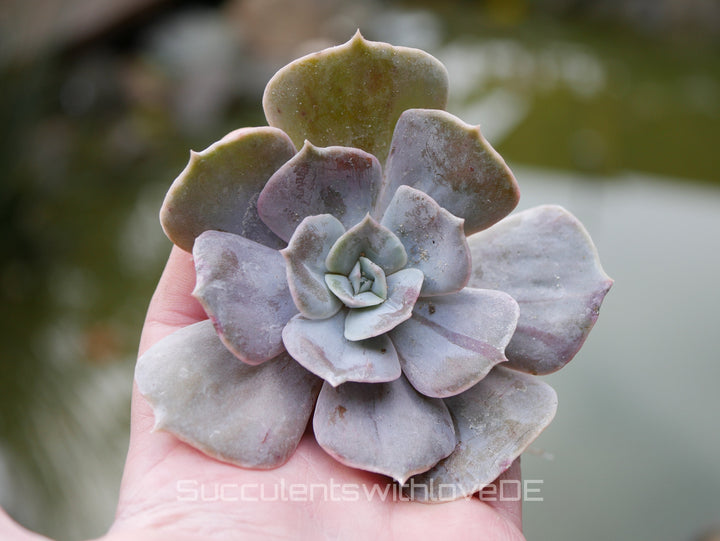 Sukkulenten | Mixpaket | Echeveria, Kalanchoe, Pachyveria, Crassula etc.