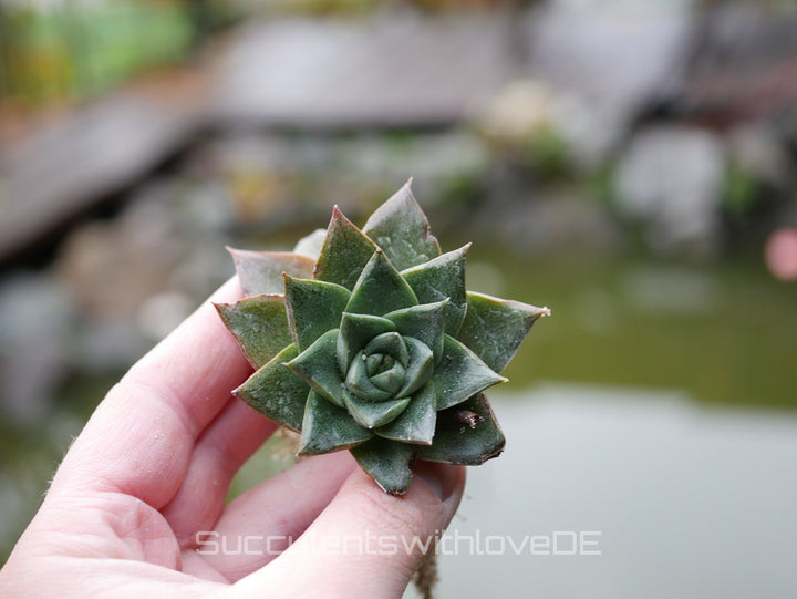 Sukkulenten | Mixpaket | Echeveria, Kalanchoe, Pachyveria, Crassula etc.