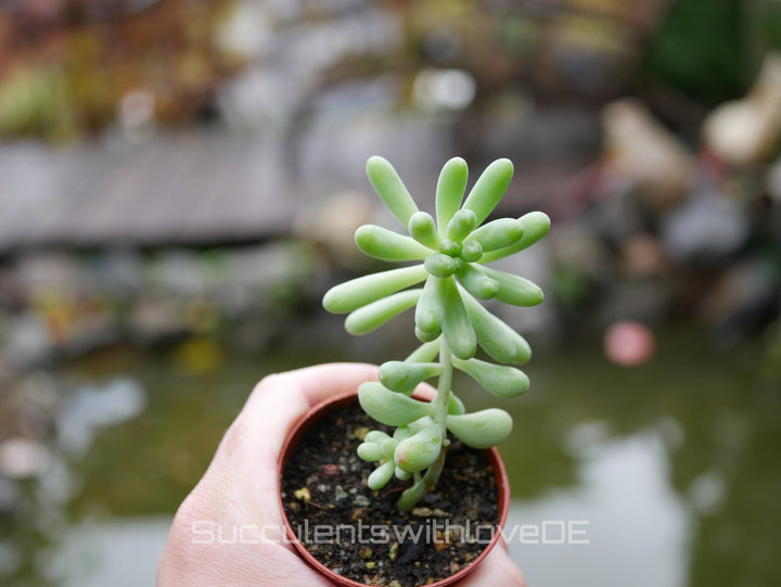 3 x Sukkulenten im 5,5er Topf | Mixpaket | Echeveria, Kalanchoe, Pachyveria, Crassula etc.