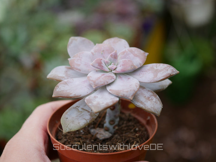 Graptopetalum superbum - schöne, lila Sukkulente - Vermehrungsblatt oder Pflanze