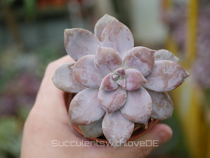 Graptopetalum superbum - schöne, lila Sukkulente - Vermehrungsblatt oder Pflanze