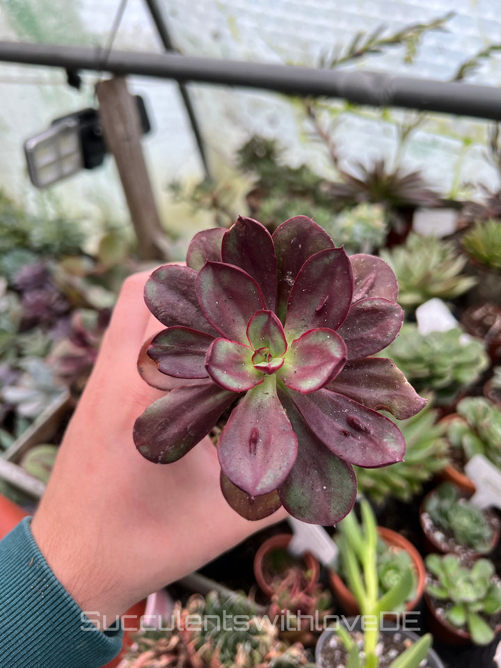 Echeveria 'Maruba Benitsukasa' - seltene und schöne Sukkulente - Vermehrungsblatt oder Pflanze