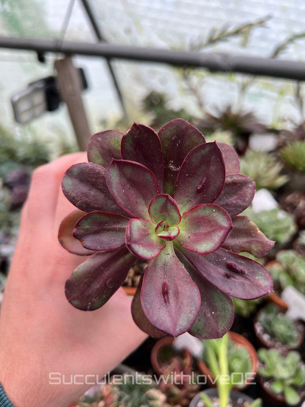 Echeveria 'Maruba Benitsukasa' - seltene und schöne Sukkulente - Vermehrungsblatt oder Pflanze