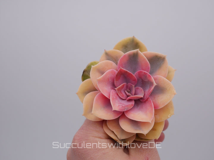 Echeveria 'Rainbow' - schöne und seltene Sukkulente - gelb grün rote Sukulente - Vermehrungsblatt oder Pflanze