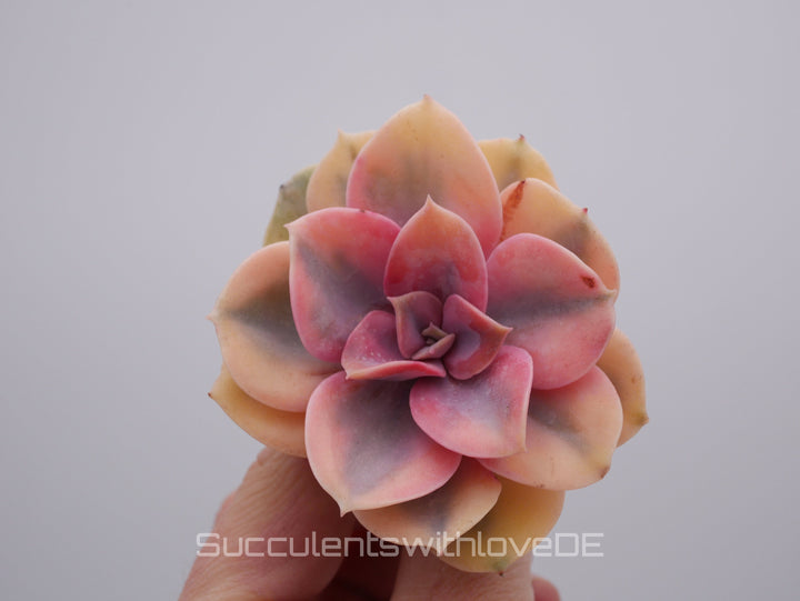 Echeveria 'Rainbow' - schöne und seltene Sukkulente - gelb grün rote Sukulente - Vermehrungsblatt oder Pflanze