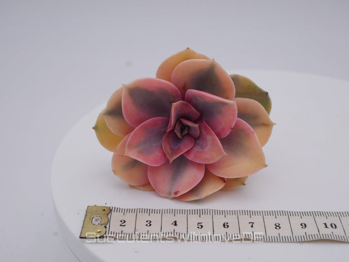 Echeveria 'Rainbow' - schöne und seltene Sukkulente - gelb grün rote Sukulente - Vermehrungsblatt oder Pflanze