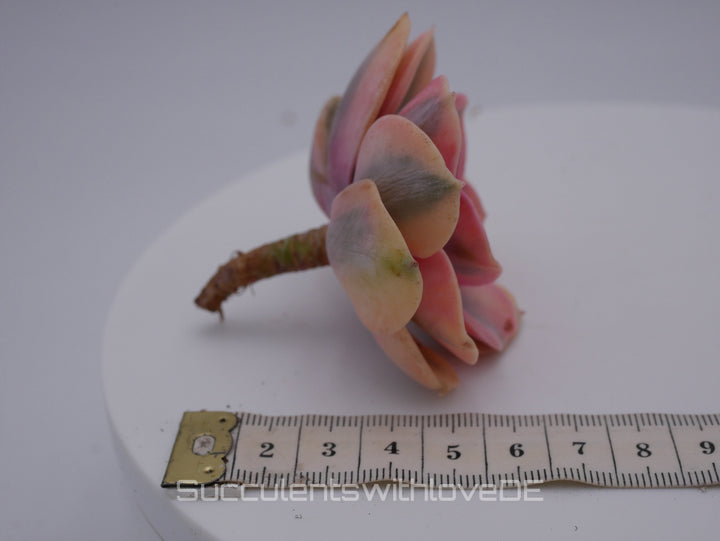 Echeveria 'Rainbow' - schöne und seltene Sukkulente - gelb grün rote Sukulente - Vermehrungsblatt oder Pflanze