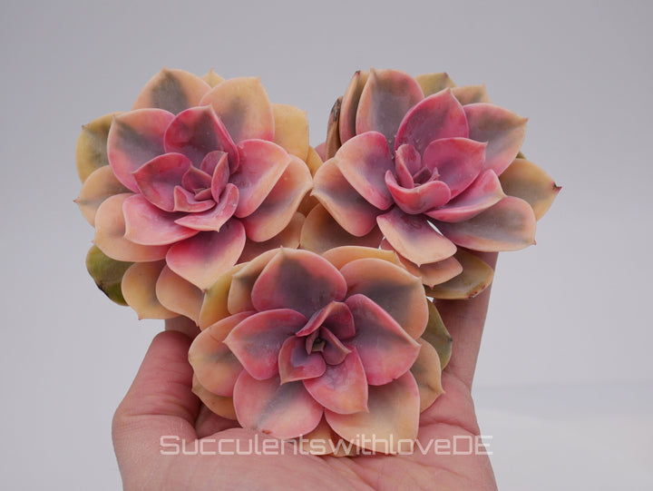 Echeveria 'Rainbow' - schöne und seltene Sukkulente - gelb grün rote Sukulente - Vermehrungsblatt oder Pflanze