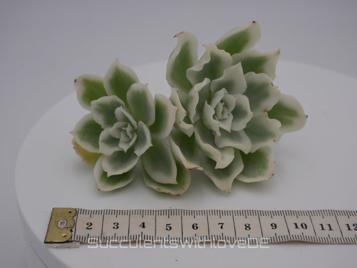 Echeveria 'Lemon Rose' Cluster variegated - schöne und seltene Sukkulente - gelb grün * Korea Import * - Vermehrungsblatt oder Pflanze