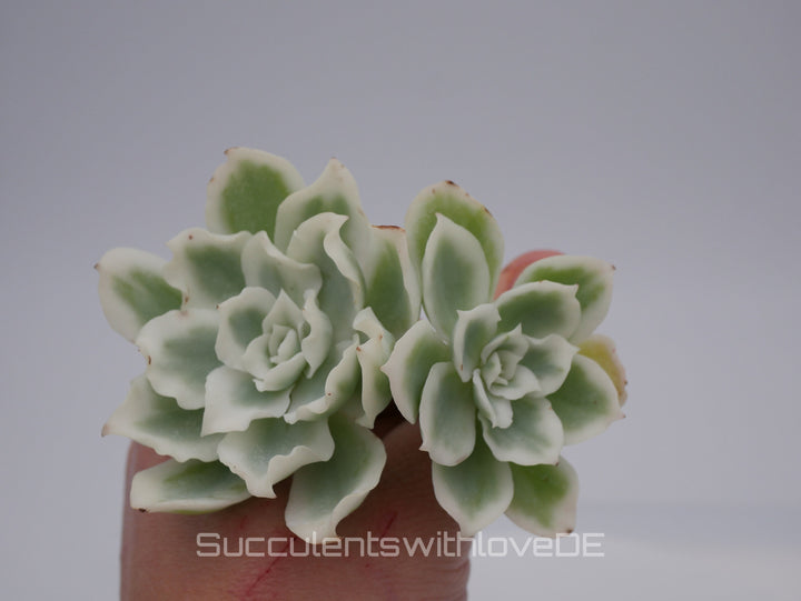 Echeveria 'Lemon Rose' Cluster variegated - schöne und seltene Sukkulente - gelb grün * Korea Import * - Vermehrungsblatt oder Pflanze