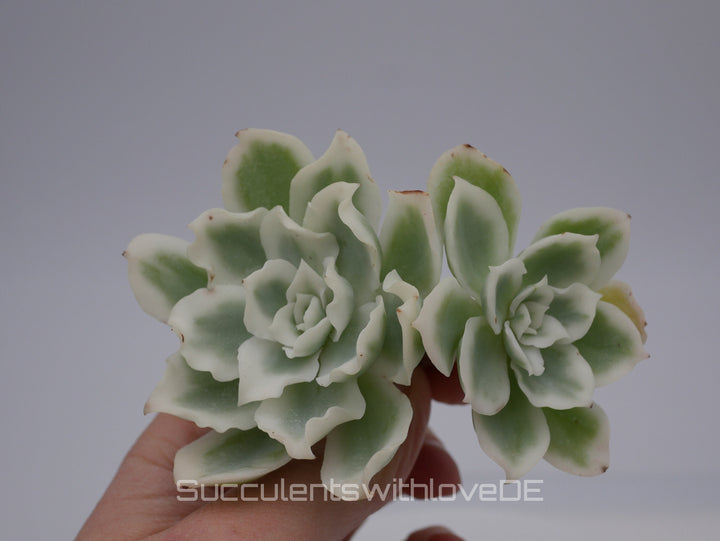 Echeveria 'Lemon Rose' Cluster variegated - schöne und seltene Sukkulente - gelb grün * Korea Import * - Vermehrungsblatt oder Pflanze