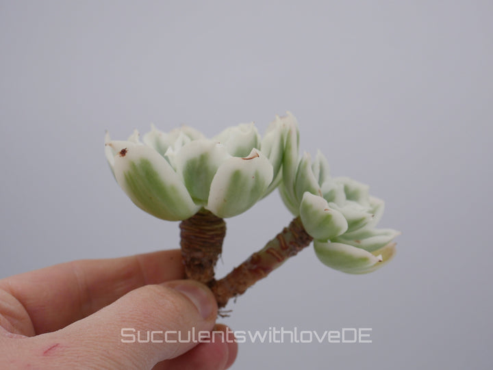 Echeveria 'Lemon Rose' Cluster variegated - schöne und seltene Sukkulente - gelb grün * Korea Import * - Vermehrungsblatt oder Pflanze