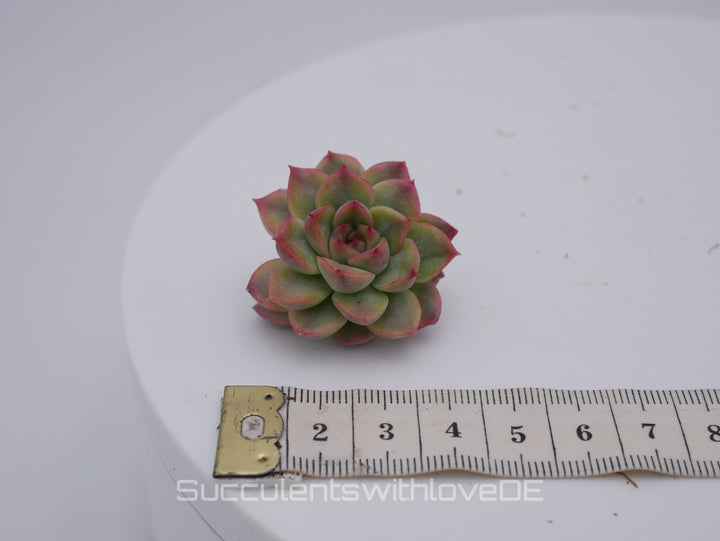 Echeveria 'Mebina' variegated - schöne und seltene Sukkulente - gelb grün rote Sukulente * Korea Import * - Vermehrungsblatt oder Pflanze