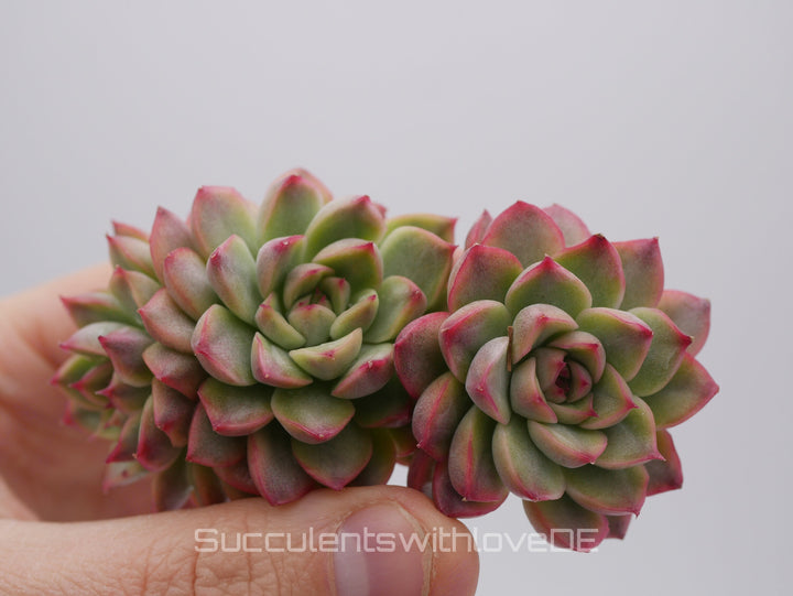 Echeveria 'Mebina' variegated - schöne und seltene Sukkulente - gelb grün rote Sukulente * Korea Import * - Vermehrungsblatt oder Pflanze