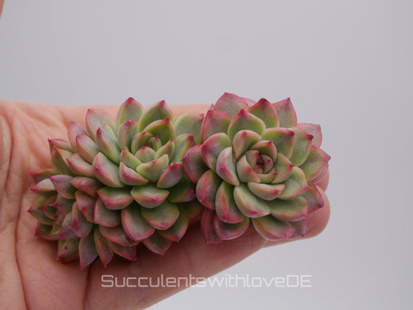 Echeveria 'Mebina' variegated - schöne und seltene Sukkulente - gelb grün rote Sukulente * Korea Import * - Vermehrungsblatt oder Pflanze