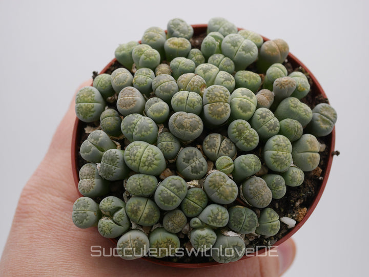 Lithops Jullii var. Fulleri "fullergreen" | Lithops Living Stone