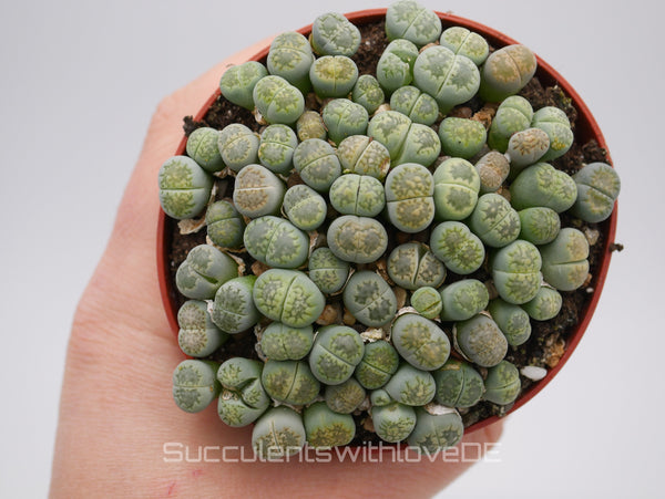 Lithops Jullii var. Fulleri "fullergreen" | Lithops Living Stone