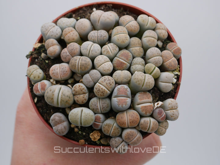 Lithops Karasmontana mix | Lithops Living Stone