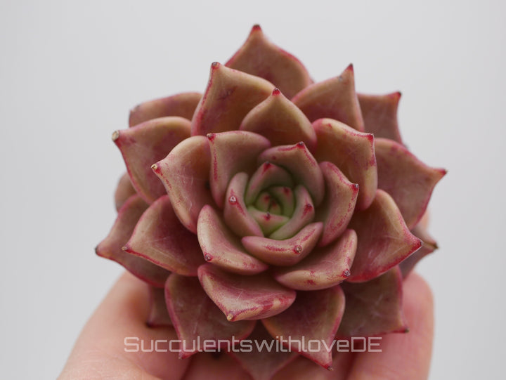 Echeveria 'Red Diamond' - schöne und seltene Sukkulente - gelb rote Sukkulente * Korea Import * - Vermehrungsblatt oder Pflanze