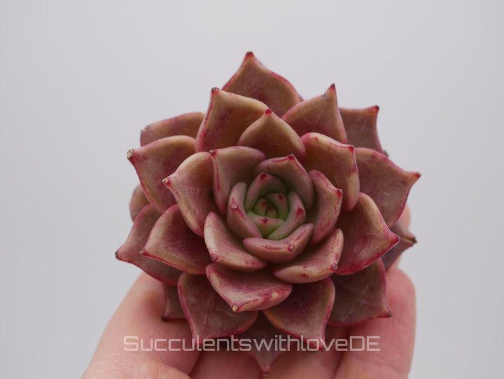 Echeveria 'Red Diamond' - schöne und seltene Sukkulente - gelb rote Sukkulente * Korea Import * - Vermehrungsblatt oder Pflanze