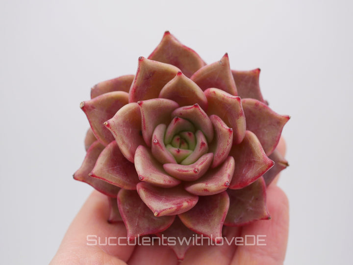 Echeveria 'Red Diamond' - schöne und seltene Sukkulente - gelb rote Sukkulente * Korea Import * - Vermehrungsblatt oder Pflanze