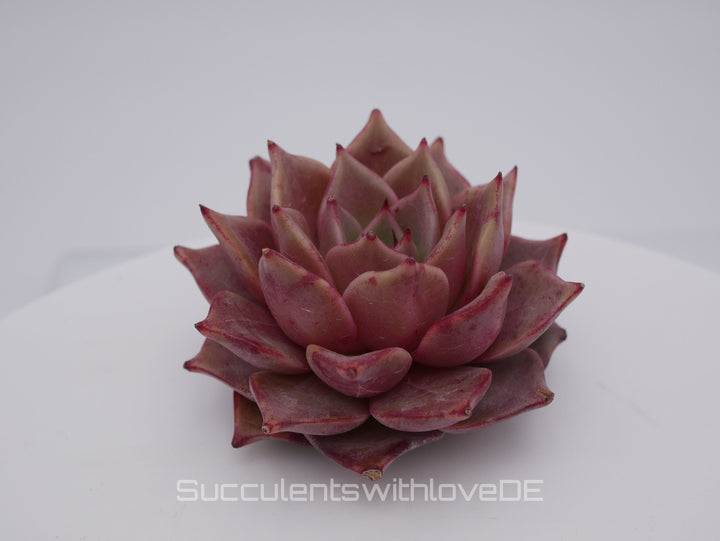 Echeveria 'Red Diamond' - schöne und seltene Sukkulente - gelb rote Sukkulente * Korea Import * - Vermehrungsblatt oder Pflanze