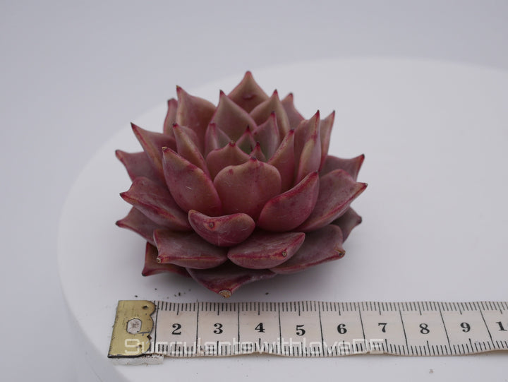 Echeveria 'Red Diamond' - schöne und seltene Sukkulente - gelb rote Sukkulente * Korea Import * - Vermehrungsblatt oder Pflanze