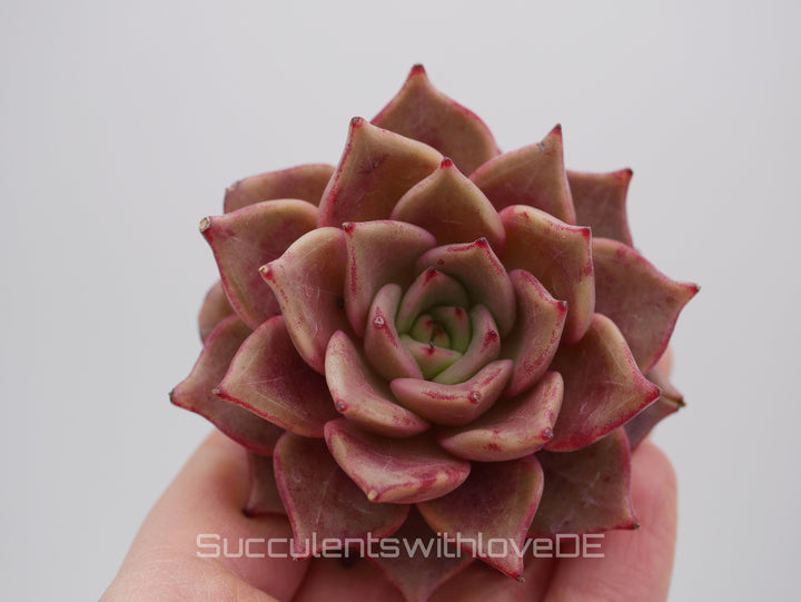 Echeveria 'Red Diamond' - schöne und seltene Sukkulente - gelb rote Sukkulente * Korea Import * - Vermehrungsblatt oder Pflanze