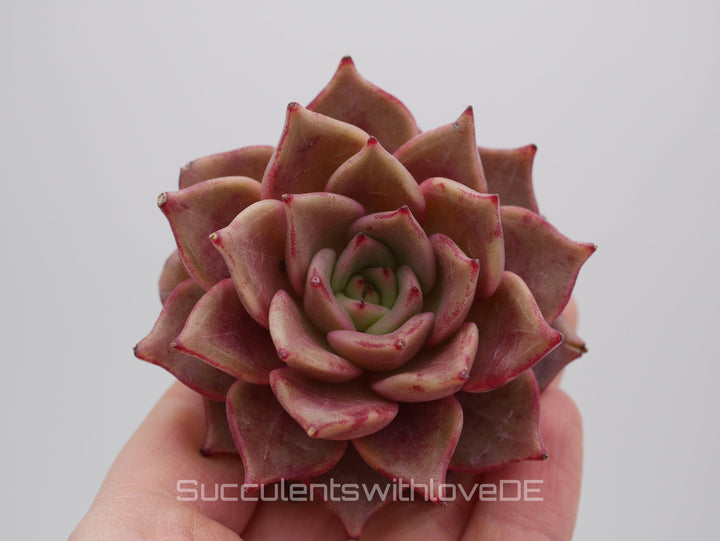 Echeveria 'Red Diamond' - schöne und seltene Sukkulente - gelb rote Sukkulente * Korea Import * - Vermehrungsblatt oder Pflanze