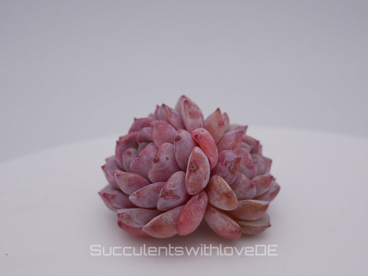 Echeveria 'Amazing Grace' - schöne und sehr seltene Sukkulente - rosa Sukkulente - Pflanze * Korea Import *