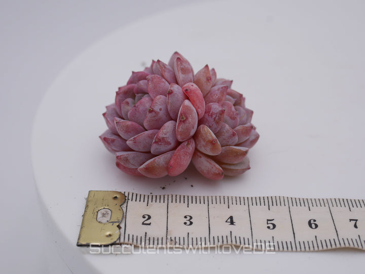 Echeveria 'Amazing Grace' - schöne und sehr seltene Sukkulente - rosa Sukkulente - Pflanze * Korea Import *