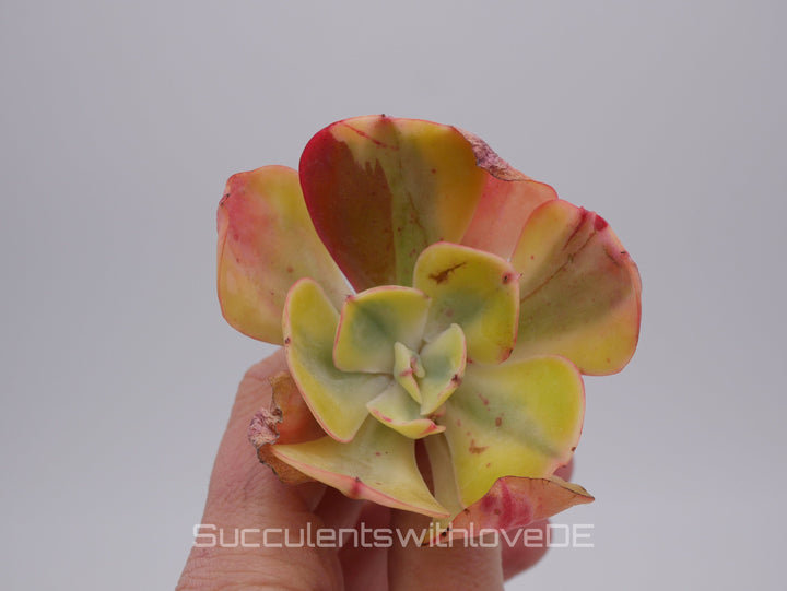 Echeveria 'Winter Sunset' variegated / Enfant variegated - schöne und sehr seltene Sukkulente - bunte Sukkulente - Pflanze * Korea Import *